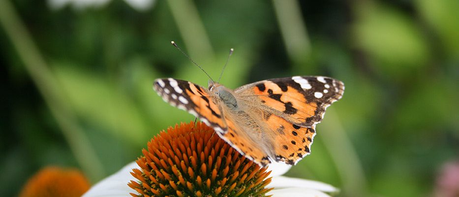 Vlinders-in-je-tuin