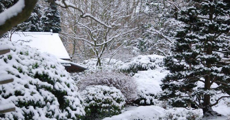 planten en bomen in de sneeuw